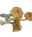 Buy Burmese Magic Mushrooms